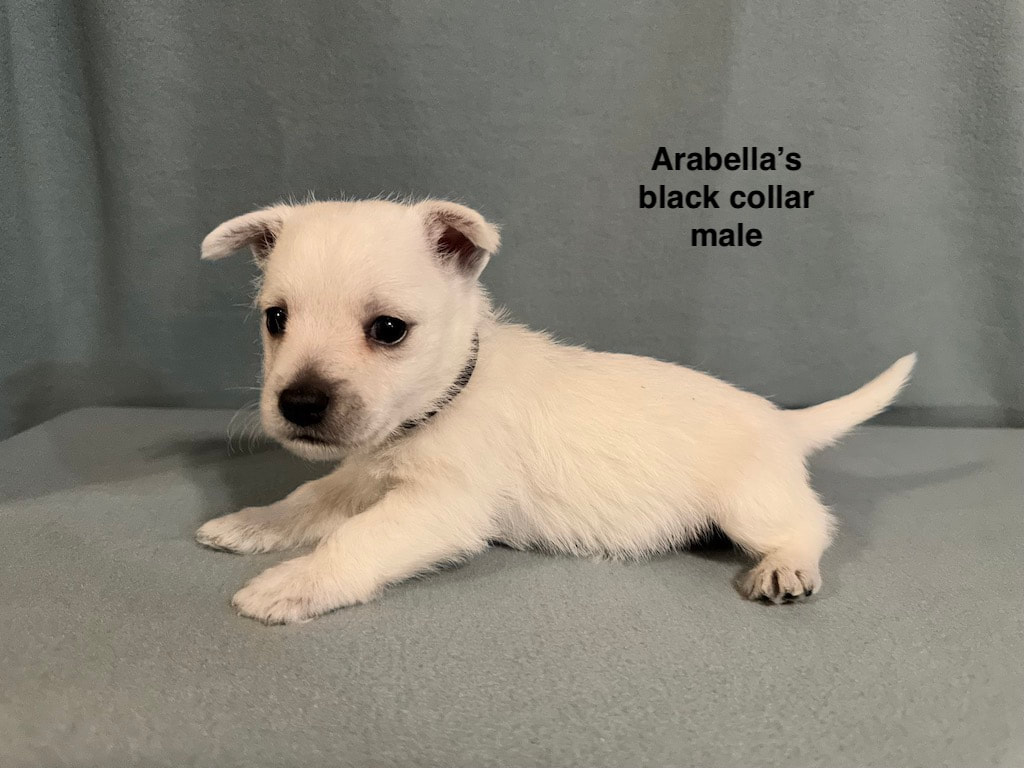 West Highland White Terrier Pups Ring with Diamond